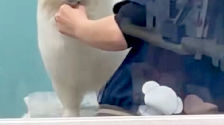 トリミング中の犬をお迎えに行った結果→ガラス越しに『ママだ』と気付いた瞬間…あまりにも尊い『表情』が15万再生「かんわいぃ」「笑ってる」(ブログ)