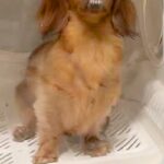 夜ご飯が鍋だったため、犬をドライハウスに入れた結果→ふと様子を見てみると…『まさかの表情』が252万再生「吹いたｗｗ」「100点満点」(ブログ)