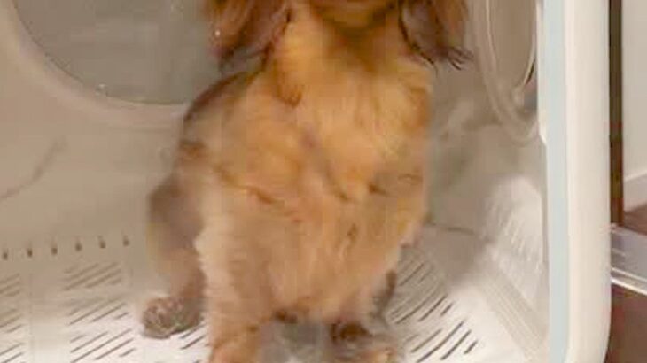 夜ご飯が鍋だったため、犬をドライハウスに入れた結果→ふと様子を見てみると…『まさかの表情』が252万再生「吹いたｗｗ」「100点満点」(ブログ)
