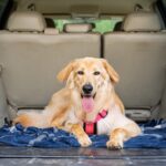 犬は『ドライブ』が好きなの？車に乗せる前にすべき事前準備や必要な安全対策まで(ブログ)