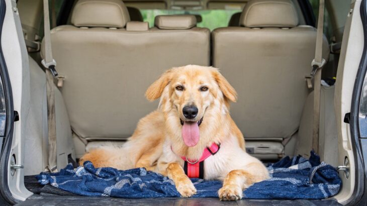 犬は『ドライブ』が好きなの？車に乗せる前にすべき事前準備や必要な安全対策まで(ブログ)