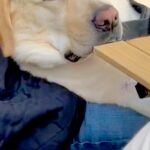 キャンプに来た大型犬→自然に囲まれ、うとうとしてしまい…『眠いのを必死に我慢する表情』が可愛すぎると反響「寝たらいいのにw」「ほのぼの」(ブログ)