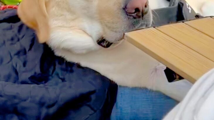 キャンプに来た大型犬→自然に囲まれ、うとうとしてしまい…『眠いのを必死に我慢する表情』が可愛すぎると反響「寝たらいいのにw」「ほのぼの」(ブログ)