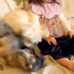 女の子が『0歳の頃から犬と一緒に育った』結果→隣で大暴れしていても…環境に慣れすぎた『まさかの表情』が401万再生「悟りの境地で草」(ブログ)
