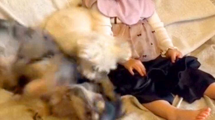女の子が『0歳の頃から犬と一緒に育った』結果→隣で大暴れしていても…環境に慣れすぎた『まさかの表情』が401万再生「悟りの境地で草」(ブログ)