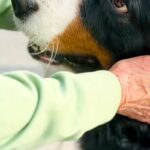 『本当、いい子だねえ』外出中におばあちゃんと出会った超大型犬→あまりにも尊い『ふたりのやり取り』が12万再生「めっちゃ可愛い」「素敵…」(ブログ)