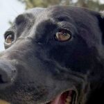大きなボールが好きな大型犬→『さすがに咥えられないかな』と思っていたら…想像を超える光景に2万いいね「二個持ち凄すぎて草」「可動域がｗ」(ブログ)