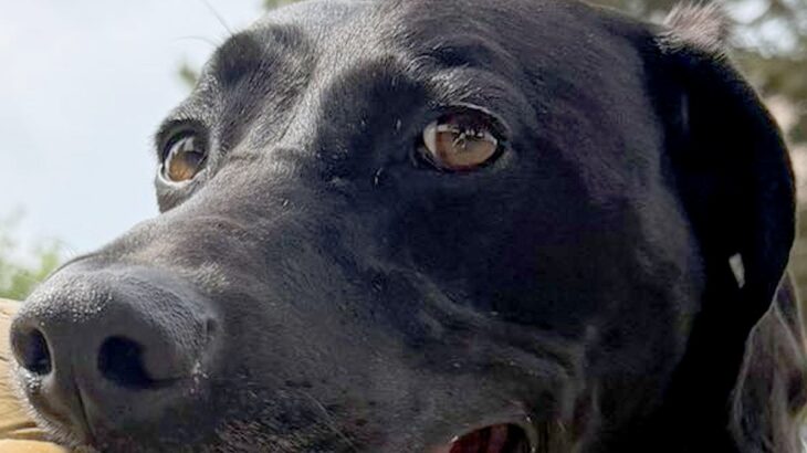 大きなボールが好きな大型犬→『さすがに咥えられないかな』と思っていたら…想像を超える光景に2万いいね「二個持ち凄すぎて草」「可動域がｗ」(ブログ)