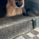 犬の爪を切るため、車で病院へ→到着した瞬間に怖がってしまい…思わず逃げた『まさかの場所』に反響「絶対に行かないワン」「可愛すぎるｗ」(ブログ)