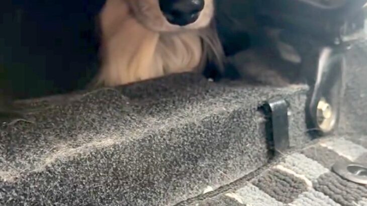 犬の爪を切るため、車で病院へ→到着した瞬間に怖がってしまい…思わず逃げた『まさかの場所』に反響「絶対に行かないワン」「可愛すぎるｗ」(ブログ)