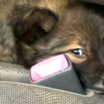 『怯えた顔』をした保護子犬→愛情を込めて、大切に育てた結果…素敵すぎる『表情の違い』に反響「笑顔全開でかわいい」「ありがとう」称賛の声も(ブログ)