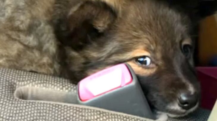 『怯えた顔』をした保護子犬→愛情を込めて、大切に育てた結果…素敵すぎる『表情の違い』に反響「笑顔全開でかわいい」「ありがとう」称賛の声も(ブログ)