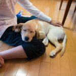 犬が『あご乗せ』してくる心理５選　飼い主のそばを離れない理由や適切な対応まで(ブログ)
