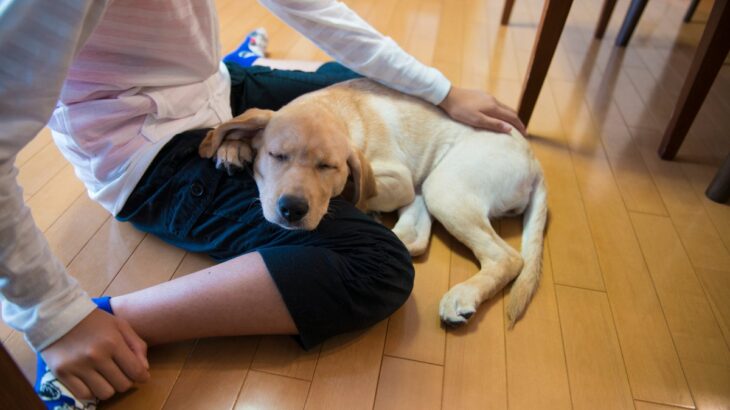 犬が『あご乗せ』してくる心理５選　飼い主のそばを離れない理由や適切な対応まで(ブログ)