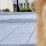 『坂で犬の写真を撮りたいだけなのに…』思っていたのと違う”可愛すぎる勘違いと表情”に７万いいね集まる「純粋すぎてｗｗ」「天使だ…」と絶賛(ブログ)