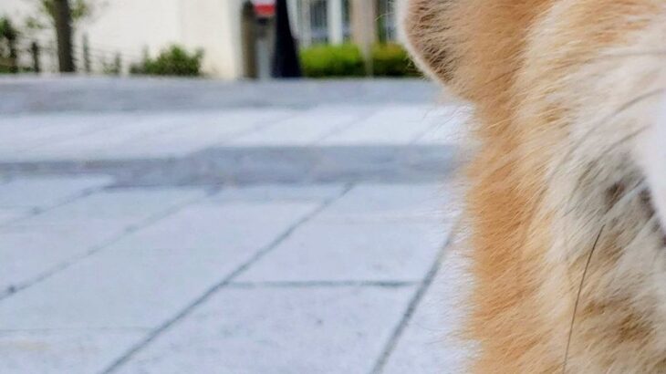 『坂で犬の写真を撮りたいだけなのに…』思っていたのと違う”可愛すぎる勘違いと表情”に７万いいね集まる「純粋すぎてｗｗ」「天使だ…」と絶賛(ブログ)