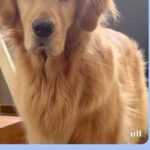 姉から突然のLINE→開いてみると『ご飯を催促する大型犬』が送られてきて…わかりやす過ぎる『表情』に2万いいね「顔ｗｗ」「早すぎて草」(ブログ)