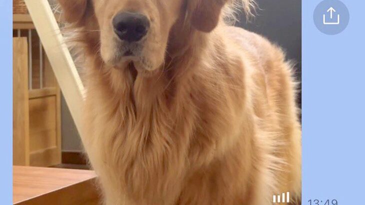 姉から突然のLINE→開いてみると『ご飯を催促する大型犬』が送られてきて…わかりやす過ぎる『表情』に2万いいね「顔ｗｗ」「早すぎて草」(ブログ)