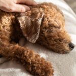 犬は何歳から『老犬』といわれるの？見た目に表れる変化や今から必要な備えまで(ブログ)