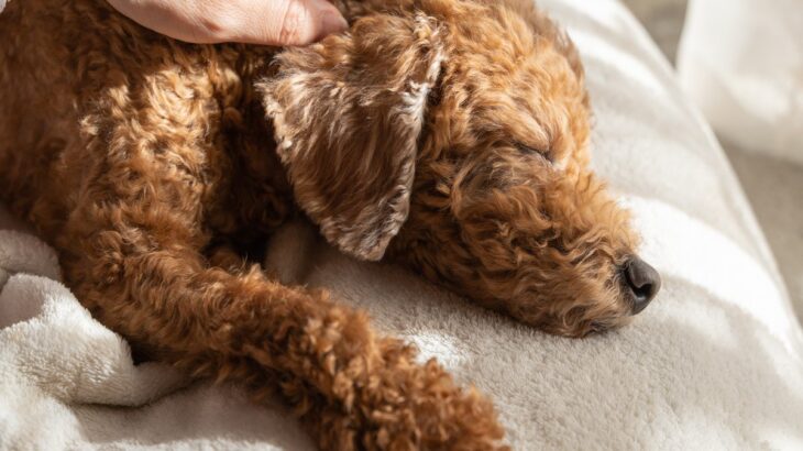 犬は何歳から『老犬』といわれるの？見た目に表れる変化や今から必要な備えまで(ブログ)