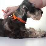 犬の糖尿病、気づくのが遅れるとどうなる？初期サインと向き合い方【獣医師執筆】(ブログ)