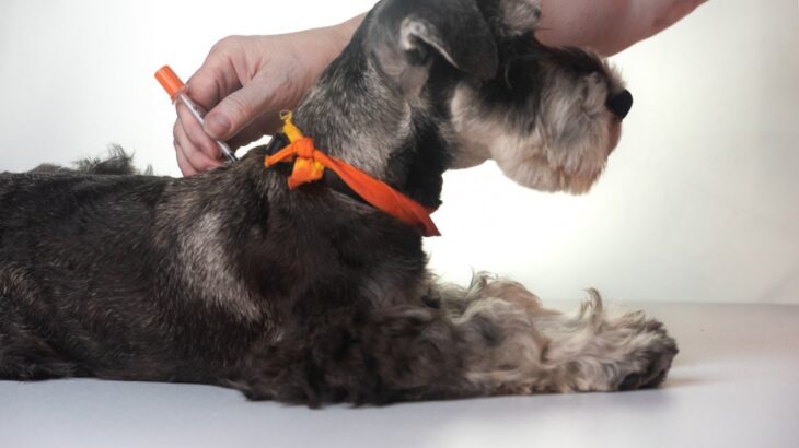 犬の糖尿病、気づくのが遅れるとどうなる？初期サインと向き合い方【獣医師執筆】(ブログ)