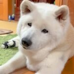 家族の外食中、家で寂しく待つ老犬→みんなが帰ってきて『お留守番を褒められた』結果…泣けるほど尊い光景に反響「皆に愛されてる」「癒される」(ブログ)