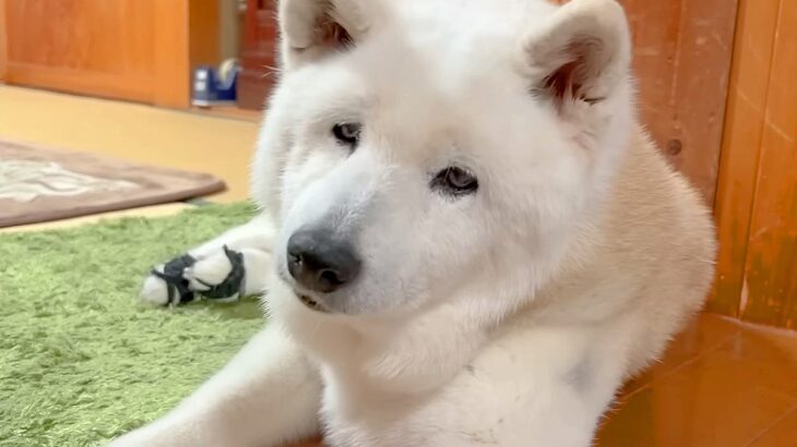 家族の外食中、家で寂しく待つ老犬→みんなが帰ってきて『お留守番を褒められた』結果…泣けるほど尊い光景に反響「皆に愛されてる」「癒される」(ブログ)