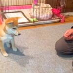 子犬に『待て』と指示した結果→『うまくできるかな』と見ていたら…悶絶級の『まさかの行動』が336万再生「待ててなくて草」「ジワジワ感ｗ」(ブログ)