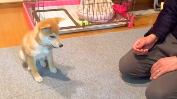 子犬に『待て』と指示した結果→『うまくできるかな』と見ていたら…悶絶級の『まさかの行動』が336万再生「待ててなくて草」「ジワジワ感ｗ」(ブログ)