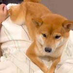帰省中の息子が帰る前日、お別れを察した犬→『寂しい』と訴えて…離れたくなくなる『切ない光景』に感動「1秒でも長くいたいんだ」「顔が…」(ブログ)