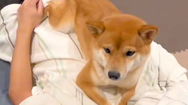 帰省中の息子が帰る前日、お別れを察した犬→『寂しい』と訴えて…離れたくなくなる『切ない光景』に感動「1秒でも長くいたいんだ」「顔が…」(ブログ)