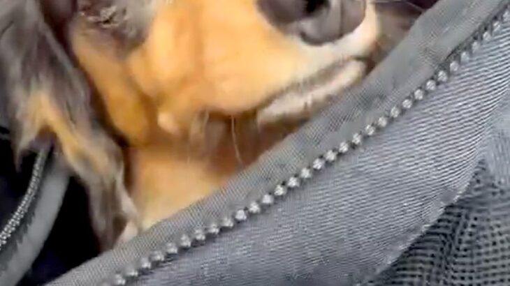 バッグから顔を出した犬→『病院の待合室だ』と気付いた瞬間…わかりやすく『絶望する表情』が263万表示「顔がｗ」「悟った途端に震えてて草」(ブログ)