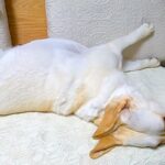 大型犬に小声で『ご飯食べる？』と言ってみた結果→『聞こえないかな』と思ったら…想像を超える反応に絶賛「早過ぎて草」「無駄な動き一切無し」(ブログ)