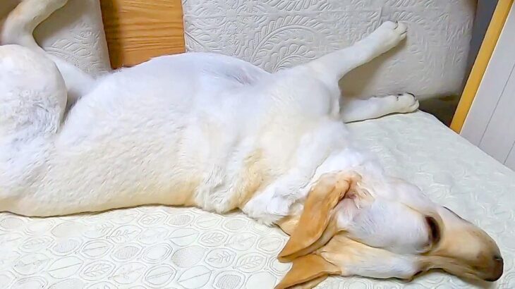大型犬に小声で『ご飯食べる？』と言ってみた結果→『聞こえないかな』と思ったら…想像を超える反応に絶賛「早過ぎて草」「無駄な動き一切無し」(ブログ)