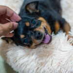 犬に『居心地がいい』と思われる飼い主の特徴5つ　今日からできる愛犬に好かれるコツとは？(ブログ)