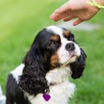 犬が『初対面の人』にみせる5つの行動　初めて接するときに絶対やってはいけないタブー行為まで(ブログ)