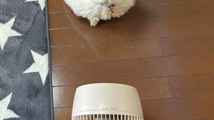 暑くなってきたので、扇風機を出したら→犬が興味津々でやってきて…まさかの『原型がない光景』に3万いいね「お月様ｗ」「顔が食べられてて草」(ブログ)