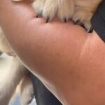 まだ散歩に行ったことがない子犬→試しに外を覗かせてみたら、腕の中で…あまりにも赤ちゃんな『尊い光景』が266万再生「なんちゅう可愛さ…」(ブログ)