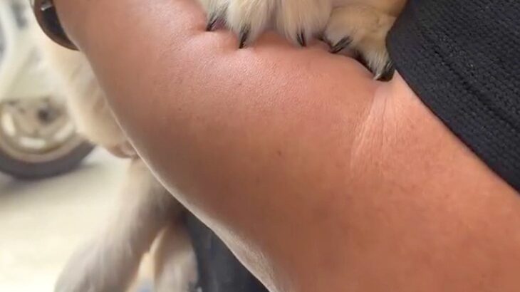 まだ散歩に行ったことがない子犬→試しに外を覗かせてみたら、腕の中で…あまりにも赤ちゃんな『尊い光景』が266万再生「なんちゅう可愛さ…」(ブログ)