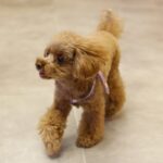 犬が『家の中を徘徊』する理由5つ　ウロウロと歩き回るのはなぜ？病気の可能性まで(ブログ)