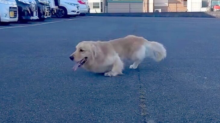 両足に障がいを持ち『歩くことができない大型犬』を保護→医者には『長生きできない』と言われ…嘘のような『現在』が206万再生「勇気貰った」(ブログ)