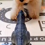 間違えて『子供部屋』に入った犬→恐竜のおもちゃが作動して…ビビりすぎて見せた『リアクション』が26万再生「ドタバタで草」「焦りがｗｗ」(ブログ)