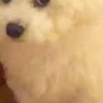 焼肉を食べて帰った結果→いつもは可愛らしい顔の犬が…同じワンコとは思えない『まさかの表情』に24万再生の反響「目がｗｗ」「激おこで草」(ブログ)