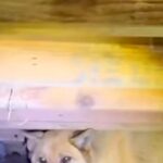 『犬はどうでもいい』と置き去りにされ、床下に住み着いた捨て犬→家族に迎えて1年後…涙あふれる『表情』に反響「とっても良いお顔」「泣いた」(ブログ)