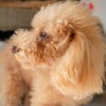犬が『おやつ』に無関心な理由とは？どうしたら食べてくれるの？知っておきたい本音まで(ブログ)