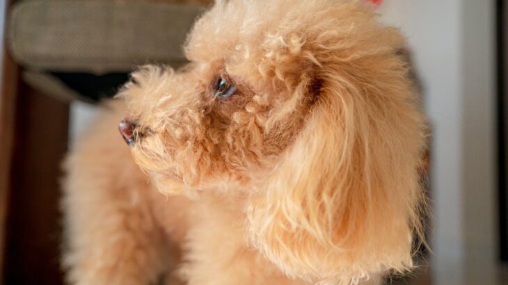 犬が『おやつ』に無関心な理由とは？どうしたら食べてくれるの？知っておきたい本音まで(ブログ)