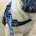 AIに『犬を人間化して』とお願いした結果→ツッコミどころが多すぎる『まさかの生成結果』が448万表示「尖ってて草」「犬用オムツが仇にｗ」(ブログ)