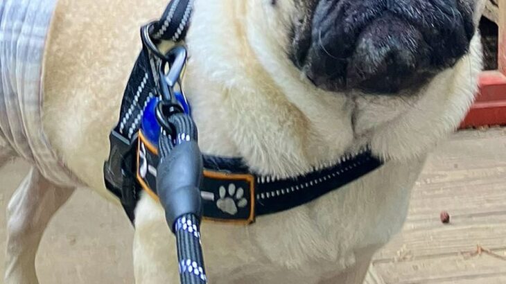 AIに『犬を人間化して』とお願いした結果→ツッコミどころが多すぎる『まさかの生成結果』が448万表示「尖ってて草」「犬用オムツが仇にｗ」(ブログ)