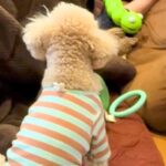 眠っていたら、犬が『遊んでほしい』とおもちゃを持ってきて…まさかの『お供え物』を添える光景が11万再生「パパもお疲れ」「なんて健気」(ブログ)